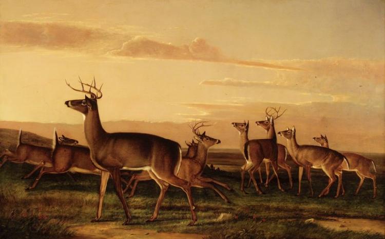 John James Audubon Startled Deer A Prairie Scene Norge oil painting art